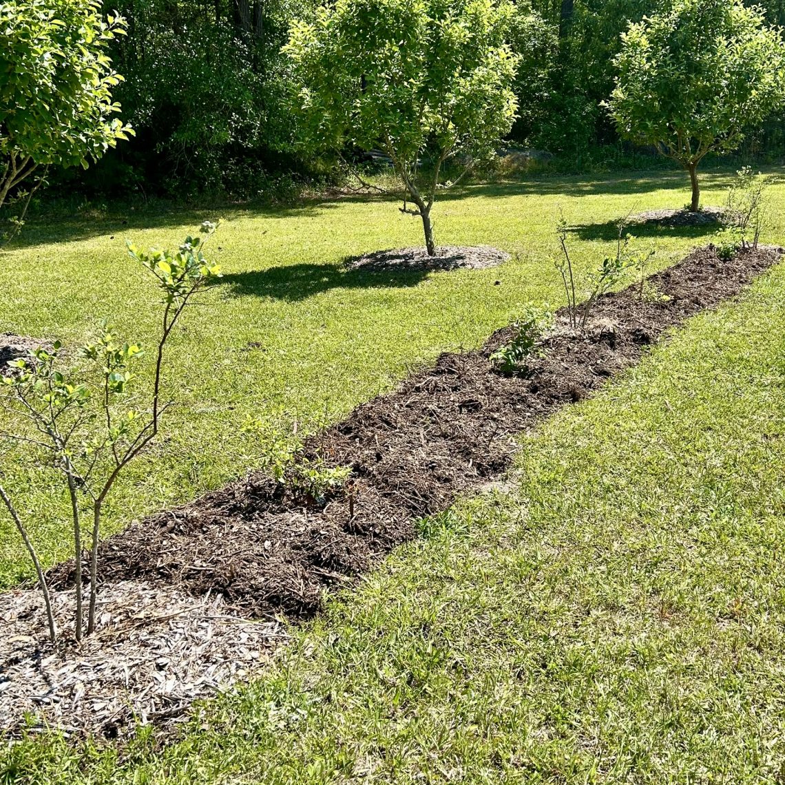 Blueberry and Apple Trees