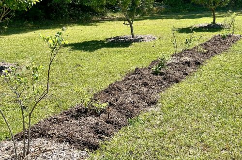 Blueberry and Apple Trees
